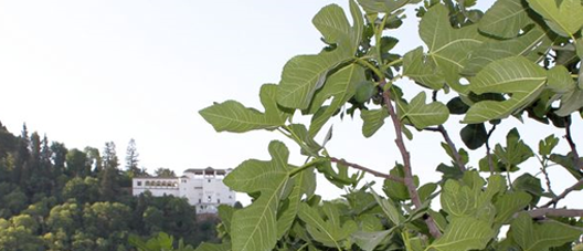 Higuera del jardín de la Escuela de Estudios Árabes